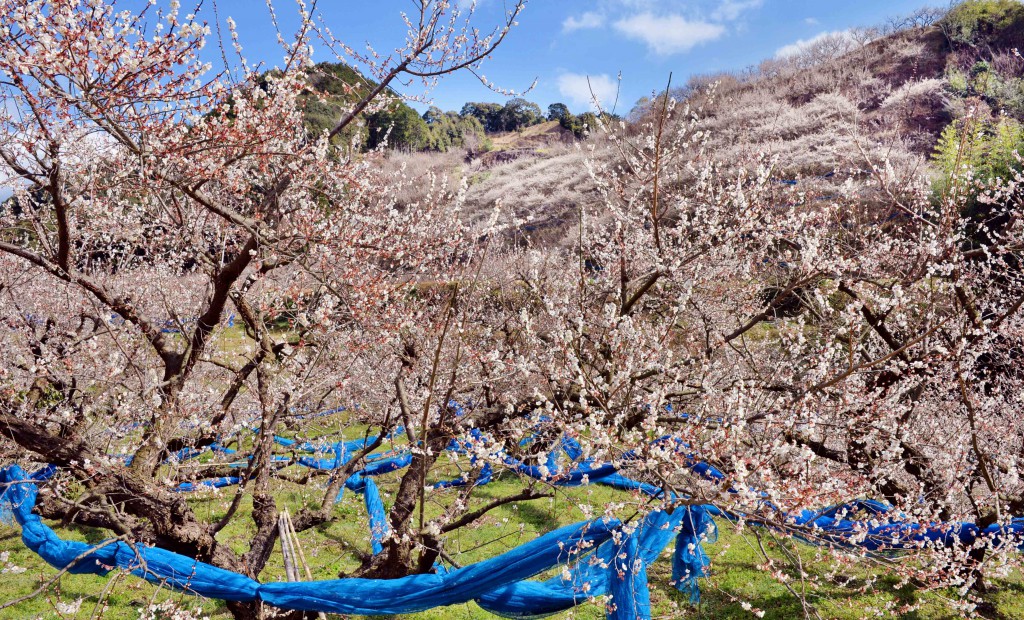 Ume apricot flowers in full bloom. During harvesting season, the blue nets under the branches will be unfolded to catch the windfalls. (in Tanabe-shi, Wakayama Prefecture)