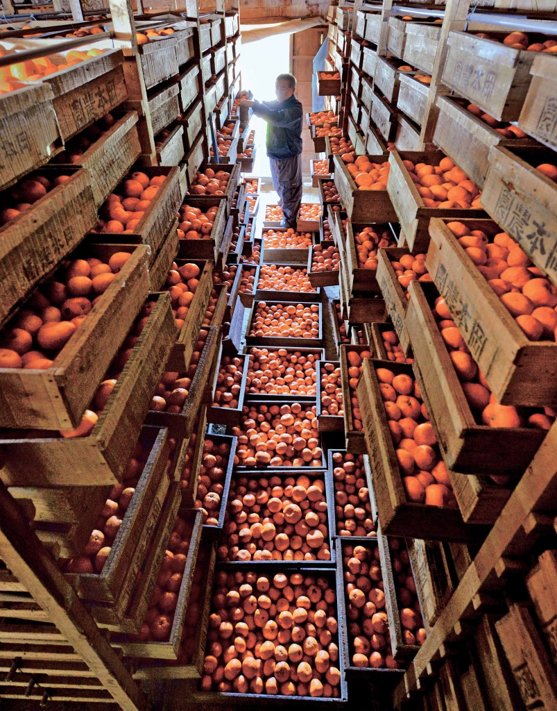 Shimotsu kuradashi mikan with enhanced maturity ready for shipment in Okamoto’s storehouse (in Kainan-shi, Wakayama Prefecture)