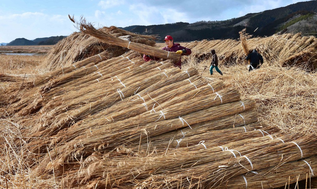 Yoshi at Kitakami River are cut and packed into bundles by hand in January through March. (in Ishinomaki-shi, Miyagi Prefecture)