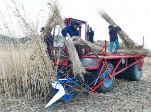 Yoshi-harvesting machinery