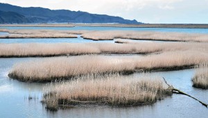 Reeds are found in clusters near the mouth of Kitakami River 