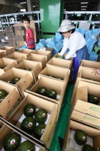 JA’s grading house is again filled with watermelons harvested by farmers in the quake-stricken area. (Mashiki-machi, Kumamoto prefecture) 