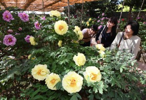 Visitors enjoying peonies