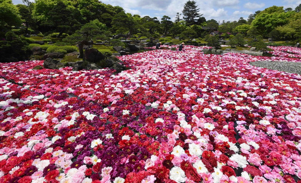 Ponds of Yuushien were covered by more than 30,000 peony flowers in “Chisen Botan” festival. (in Matsue-shi, Shimane Prefecture) 