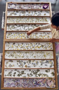 Visitors can create their own papers using pressed flowers they choose at Papyrus House