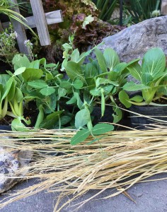 If you are using vegetables in a pot, place bundles of straws or stones to hide the container.