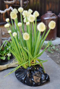 Use a plastic bag to keep roots in the soil. The use of a plastic bag is also recommended when you are arranging leaf vegetables in a container.