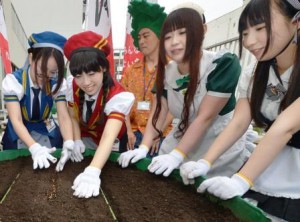Akihabara cafe maids are sowing seeds of pakchi on the rooftop of the Japan Agricultural News office building. (Koto-ku, Tokyo)