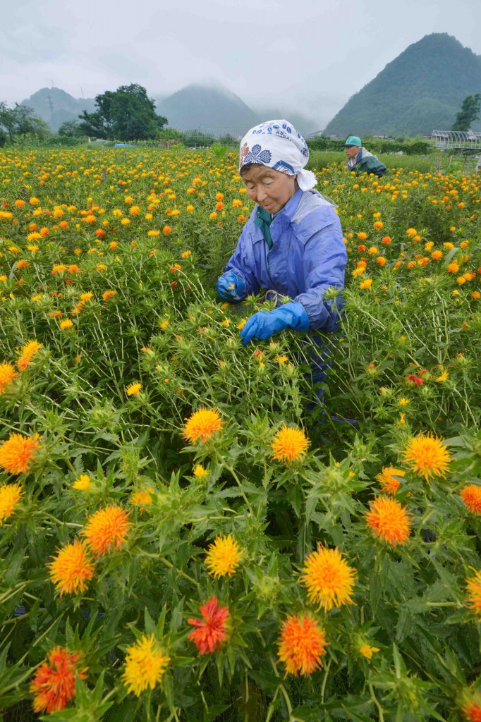 Safflower farmers picking flowers in early morning (in Yamagata-shi)