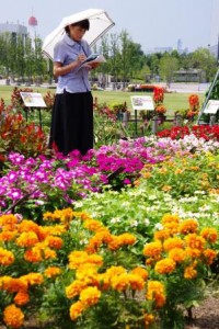 Growing conditions under the scorching sun in the summer season are so harsh for flowers, but brilliant colored flowers are growing to win the flower contest toward the 2020 Tokyo Olympic and Paralympic Games. (Daiba, Minato-ku, Tokyo)
