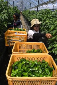 Mr. And Mrs. Tsukakoshi are now participating in a traing course on green pepper production in a green house. (Bungo-Ohno-shi, Oita prefecture)