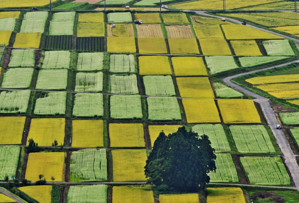 A patchwork of rice and soba fields is seen Ojiya, Niigata Prefecture.