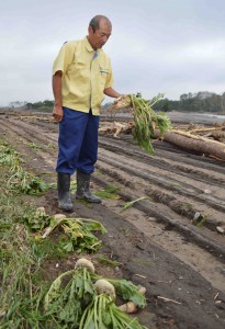A farmer picks up a damaged sugar beet on a flooded field in Nakajima in the city of Obihiro, Hokkaido, on Wednesday, Aug. 31