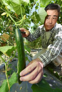 Aono harvesting big cucumbers