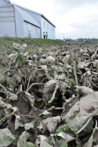 Burdock plants are seen covered by mud on Friday, Sept. 2, in the town of Makubetsu, Hokkaido, as farmers work on draining the field in the background.