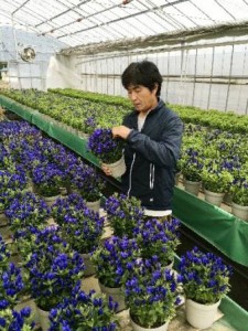 A farmer is taking care of potted gentians named “Shine Blue Asiro,” a plant breeder’s right of which is to be sold to farmers in the European Union. (Hachimantai city, Iwate prefecture ©Hachimantai city government)
