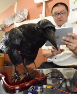A stuffed-crow robot installed with a loud speaker will soon have additional functions such as moving its neck. (SOKENDAI at Hayama town, Kanagawa prefecture)