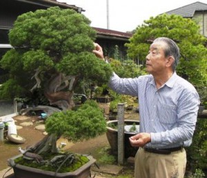 Yasubumi Iimura is carefully checking branches of Bonsai trees to meet strong demands in the global market. (Kawaguchi city, Saitama prefecture) 