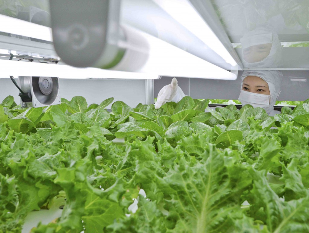 Tokyo Metro grows “Tokyo Salad” leafy vegetables in its indoor hydroponic farming station called “Metro Vegetable Center.” (in Edogawa ward, Tokyo)