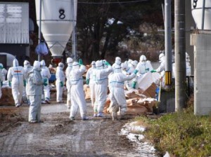 Prefectural government’s officials and others wearing hazmat suits are working at the duck farm infected with the avian flu virus. (Sekikawa village in Aomori city, Aomori prefecture)