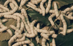 A screen shot from the film “Red Silk of Fate – Tamaki’s Crush” shows silkworms which are genetically modified to spin threads containing oxytocin.(Courtesy of Sputniko!)