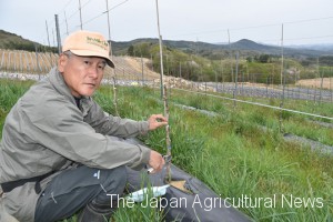 Katsuaki Yokota takes care of grape vines in Kawauchi, Fukushima Prefecture.