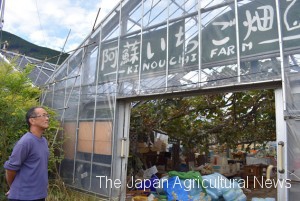 Murakami sadly looking at his strawberry house with which he so far has been giving up his business. (in Minamiaso village, Kumamoto Prefecture) 