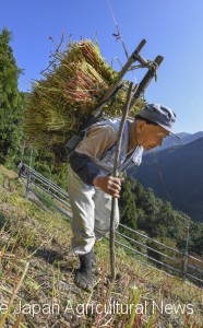 Nishiokada walking down steep slope with approximately 30 kilograms of buckwheat on his shoulder