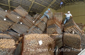 Officials of a local farm cooperative clear up the collapsed containers of potatoes in a storage facility in Atsuma, Hokkaido, on Sept. 7.