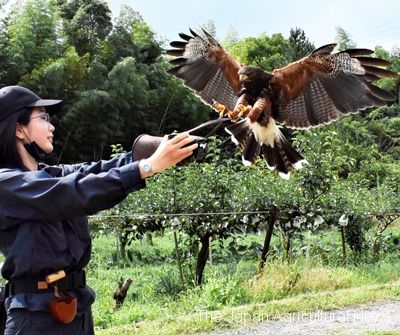 A hawker releasing a trained hawk at a pear orchard in Obu City, Aichi Prefecture