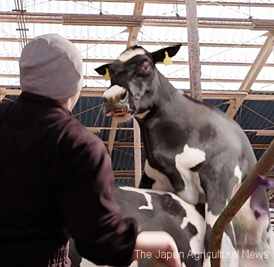 A scene from a VR video on a cow crash accident