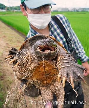 A snapping turtle captured by Chiba Prefecture (Yotsukaido City, Chiba Prefecture)