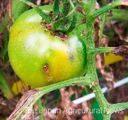 A tomato damaged by a tomato leaf miner larva (Photo courtesy of Kumamoto Prefecture pest control center)