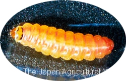  A tomato leaf miner larva (Photo courtesy of Kumamoto Prefecture pest control center)