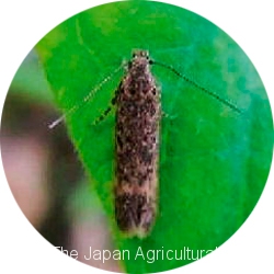 An adult tomato leaf miner (Photo courtesy of Kumamoto Prefecture pest control center)