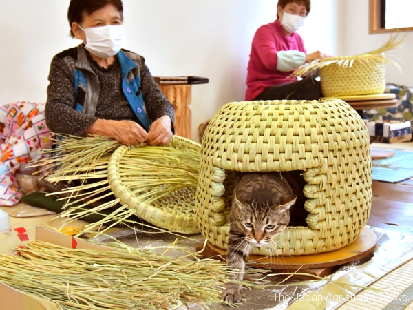 Neko-chigura and Sakura, a cat living in "Nya-mu" local tourist center (In Sekikawa Village, Niigata Prefecture)