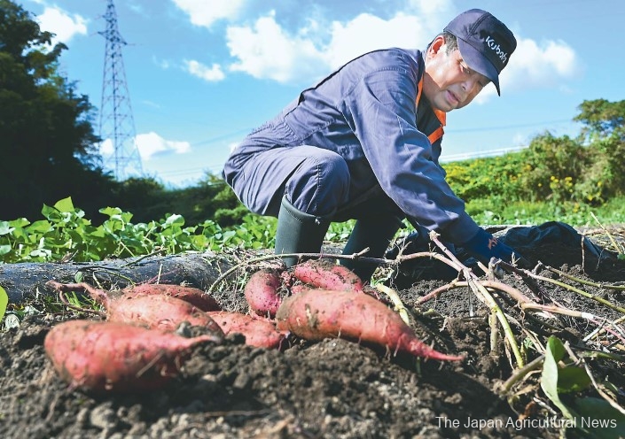 Ikari harvesting sweet potatoes. The town also makes products such as dried sweet potatoes. (In Naraha Town, Fukushima Prefecture)