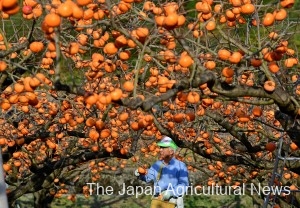 Hideo Hosoda harvests Koge Hanagoshogaki persimmons in Yazu, Tottori Prefecture. Orchards turn bright orange during this time of the year, when persimmon trees are laden with fruit after all the leaves have fallen.