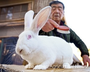 A jumbo rabbit with a crisp white coat. Some of them can weigh over 10 kilograms. (in Misato Town, Akita Prefecture)