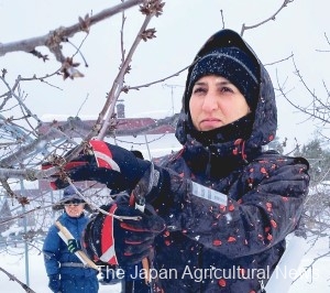 Mellal Seto prayed for the safety of the people back home while pruning cherries in the snow. (In Sapporo City, Hokkaido, on February 8)