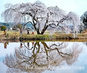 "Hanazono weeping Shidare cherry blossoms" are in full bloom. You can enjoy the "upside-down cherry blossoms" reflected on the water surface of an agricultural pond. (in Tanagura Town, Fukushima Prefecture)