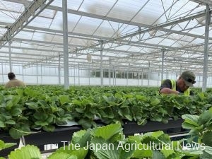 Workers pick strawberries inside a greenhouse in New Zealand. PHOTO COURTESY OF JAS