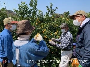 Citrus supporters working hard to help a lemon farmer (in Onomichi City, Hiroshima Prefecture, photo by the Onomichi Tourist Association)