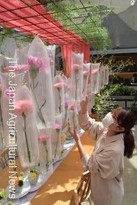 A colorful hundred carnations in balloon-like wrapping floats in the air. (in Inagi City, Tokyo)