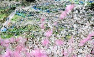Nanbu ume groves in full bloom in the town of Minabe, Wakayama Prefecture