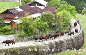 Cows marching along the road in front of the houses. Iwata's wife, Teruyo, walks behind them to make sure they go to the right place. (in Hinokage Town, Miyazaki Prefecture).