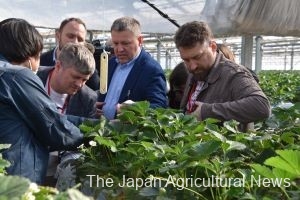Ukrainian government officials visit a greenhouse cultivating strawberries in Higashimatsushima, Miyagi Prefecture, constructed after the 2011 earthquake and tsunami.