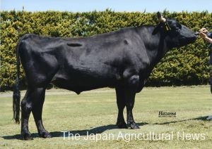  Fukunohime, a renowned breeding bull who died at the age of 10 years and 10 months PHOTO COURESY OF THE LIVESTOCK IMPROVEMENT ASSOCIATION OF JAPAN