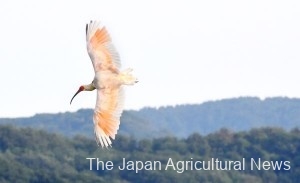  A crested ibis, illuminated by the setting sun, flies over rice paddies in Sado, Niigata Prefecture.