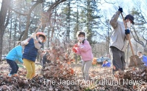 Residents of Tokorozawa, Saitama Prefecture, collect fallen leaves to make fertilizers.